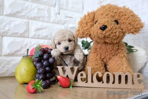 成約済の滋賀県のトイプードル-151421の3枚目