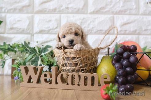 成約済の滋賀県のトイプードル-151421の2枚目