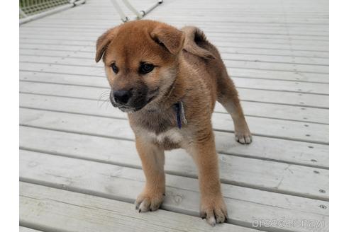 成約済の埼玉県の柴犬-153361の5枚目