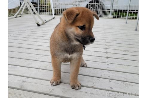 成約済の埼玉県の柴犬-153361の6枚目