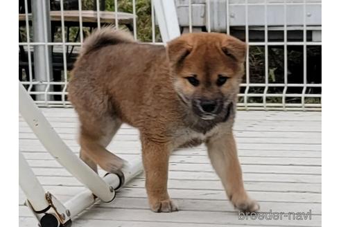 成約済の埼玉県の柴犬-153361の1枚目