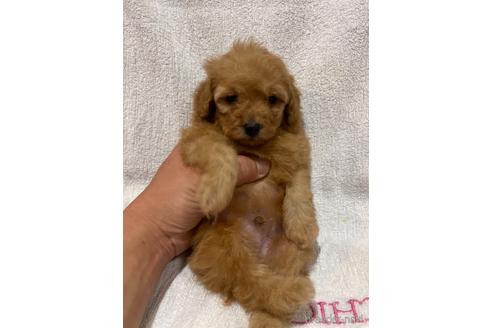 成約済の埼玉県のトイプードル-151281の2枚目