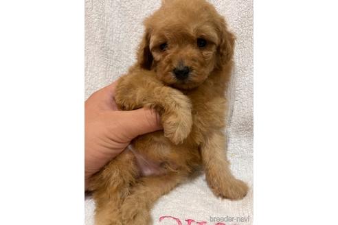 成約済の埼玉県のトイプードル-151281の1枚目
