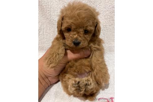 成約済の埼玉県のトイプードル-151282の1枚目