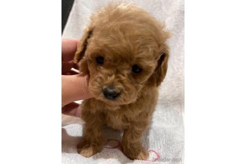 成約済の埼玉県のトイプードル-151282の2枚目