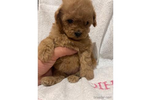 成約済の埼玉県のトイプードル-151285の2枚目
