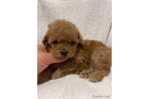 成約済の埼玉県のトイプードル-151285の1枚目
