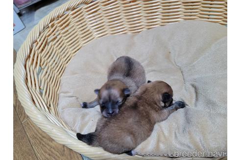成約済の千葉県のポメラニアン-153417の6枚目