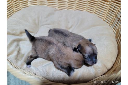成約済の千葉県のポメラニアン-153417の5枚目
