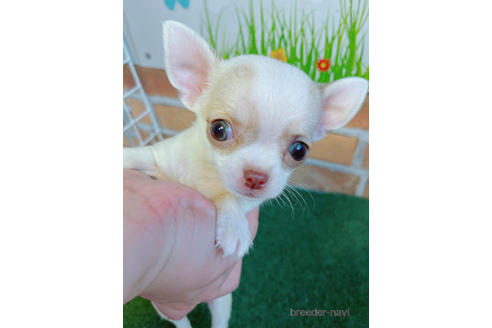 子犬