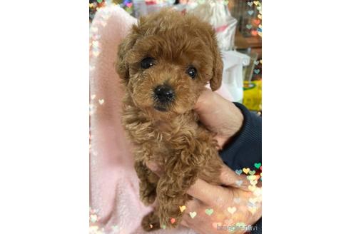 成約済の愛媛県のティーカッププードル-149910