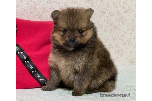 成約済の埼玉県のポメラニアン-152809の4枚目