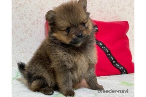 成約済の埼玉県のポメラニアン-152809の3枚目