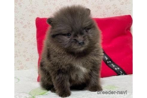 成約済の埼玉県のポメラニアン-152808の3枚目