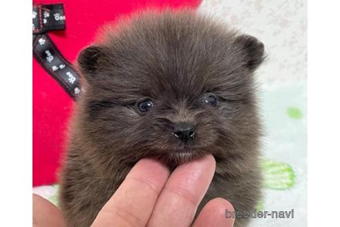 成約済の埼玉県のポメラニアン-152808の4枚目