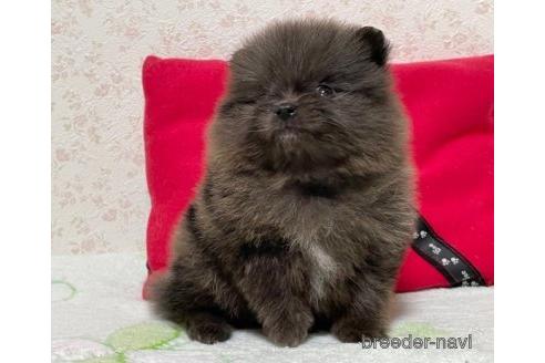成約済の埼玉県のポメラニアン-152808の5枚目