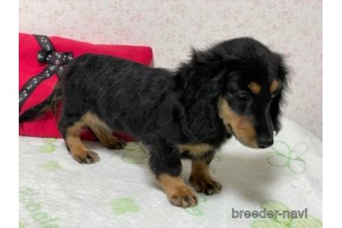 成約済の埼玉県のカニンヘンダックスフンド(ロングヘアード)-145550の4枚目