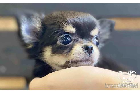 成約済の愛知県のチワワ(ロングコート)-153448の2枚目