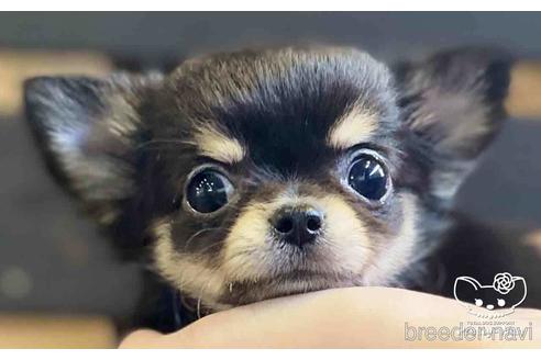 成約済の愛知県のチワワ(ロングコート)-153448の1枚目