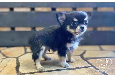 成約済の愛知県のチワワ(ロングコート)-153448の4枚目