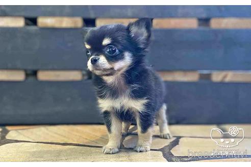 成約済の愛知県のチワワ(ロングコート)-153448の5枚目