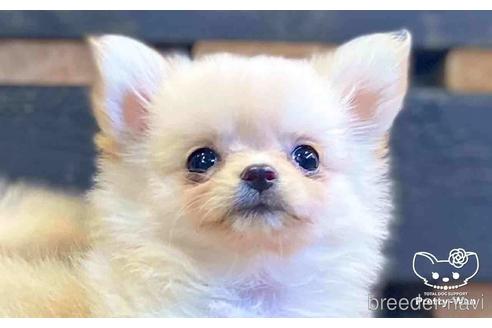 成約済の愛知県のポメチワ:ポメラニアン×チワワ-153449の1枚目