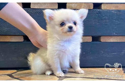 成約済の愛知県のポメチワ:ポメラニアン×チワワ-153449の2枚目