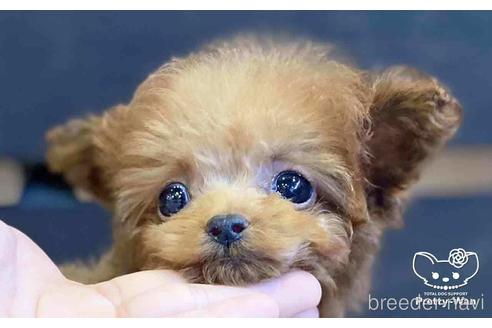 成約済の愛知県のタイニープードル-153450の1枚目