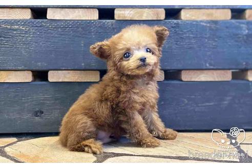 成約済の愛知県のタイニープードル-153450の2枚目