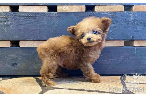 成約済の愛知県のタイニープードル-153450の3枚目