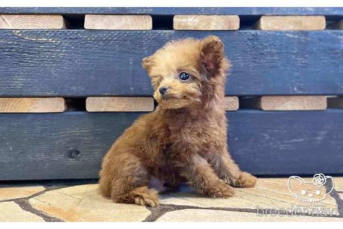 成約済の愛知県のタイニープードル-153450の4枚目