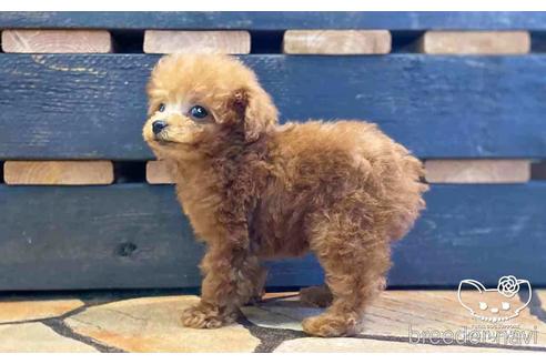 成約済の愛知県のタイニープードル-153451の2枚目