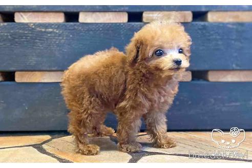 成約済の愛知県のタイニープードル-153451の3枚目