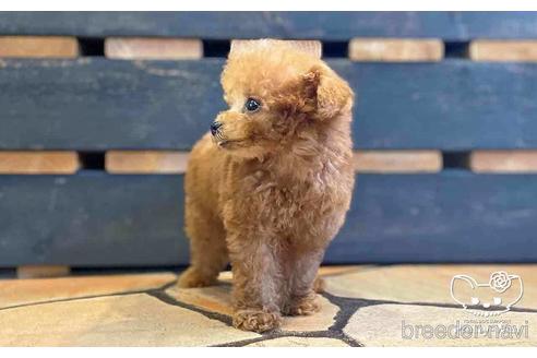 成約済の愛知県のタイニープードル-153451の4枚目