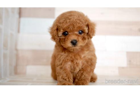 成約済の福岡県のトイプードル-153454の1枚目