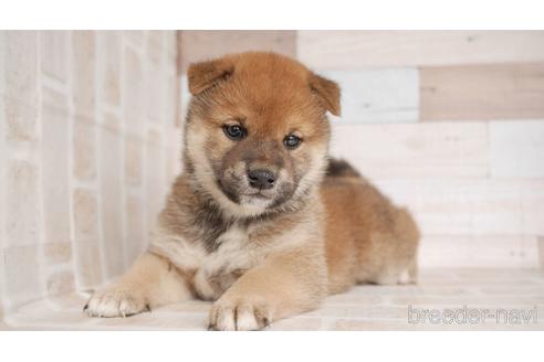 成約済の福岡県の柴犬-153458
