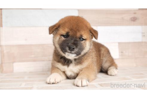 福岡県の柴犬 女の子 21 09 07生まれ 赤 子犬id ブリーダーナビ