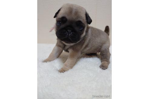 成約済の埼玉県のパグ-153469