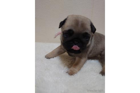 成約済の埼玉県のパグ-153469の3枚目