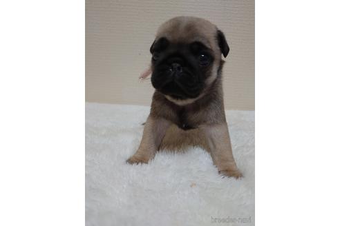 成約済の埼玉県のパグ-153469の2枚目