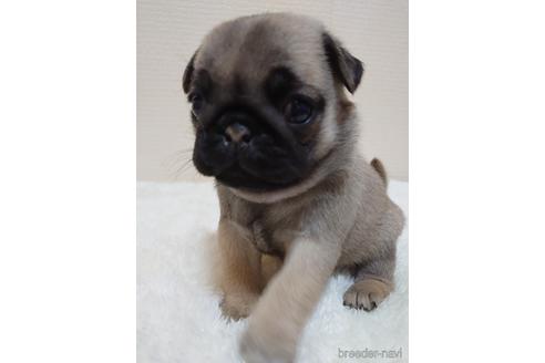 成約済の埼玉県のパグ-153472の1枚目