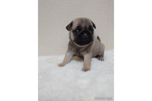 成約済の埼玉県のパグ-153472の3枚目