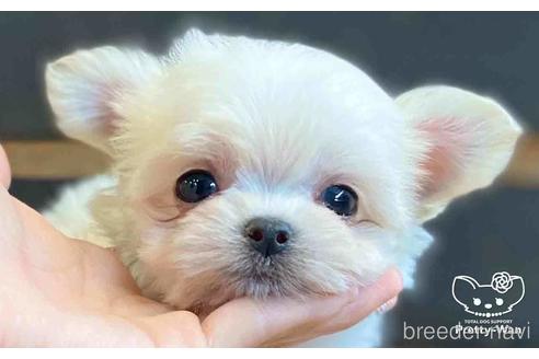 成約済の愛知県のチワマル:チワワ×マルチーズ-153471