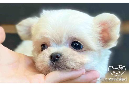 成約済の愛知県のチワマル:チワワ×マルチーズ-153471の2枚目