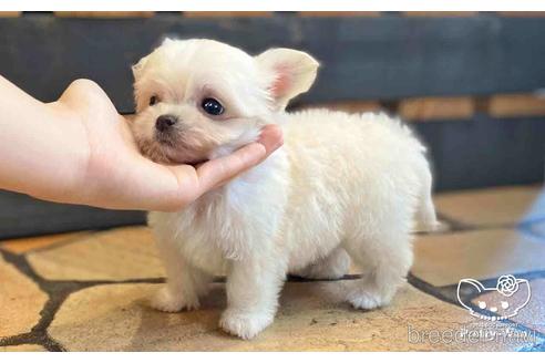 成約済の愛知県のチワマル:チワワ×マルチーズ-153471の3枚目
