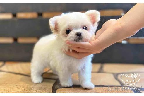 成約済の愛知県のチワマル:チワワ×マルチーズ-153471の4枚目