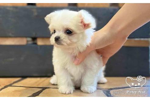 成約済の愛知県のチワマル:チワワ×マルチーズ-153471の5枚目