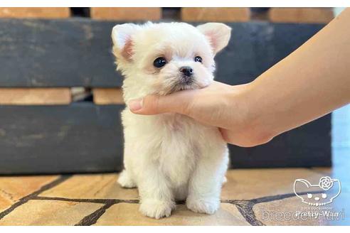 成約済の愛知県のチワマル:チワワ×マルチーズ-153471の6枚目