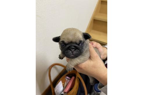 成約済の千葉県のパグ-153510の6枚目