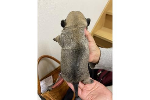 成約済の千葉県のパグ-153510の5枚目